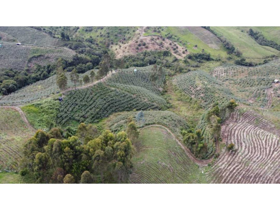 Se vende finca en aguadas caldas