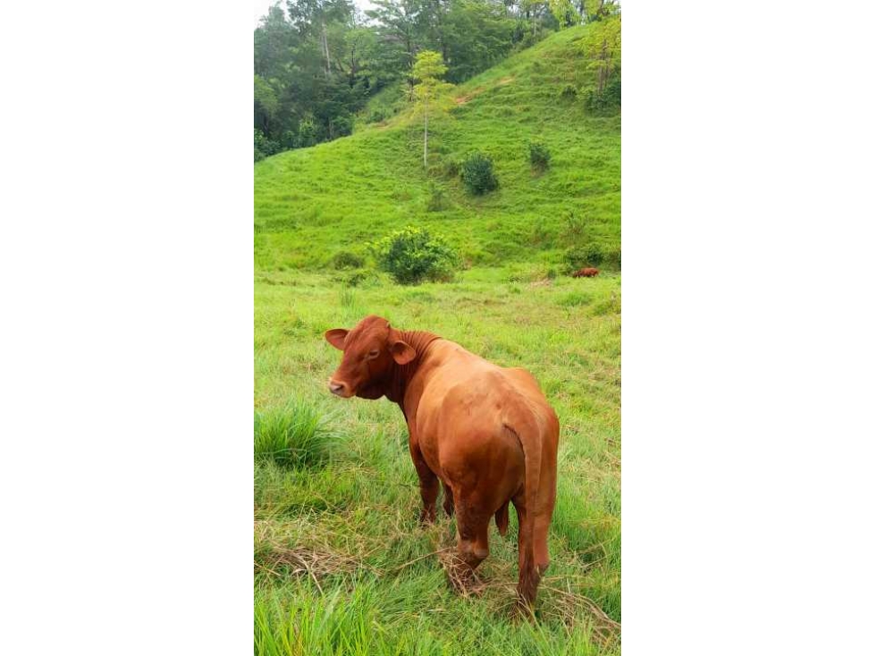 Se vende finca en barrancabermeja santander