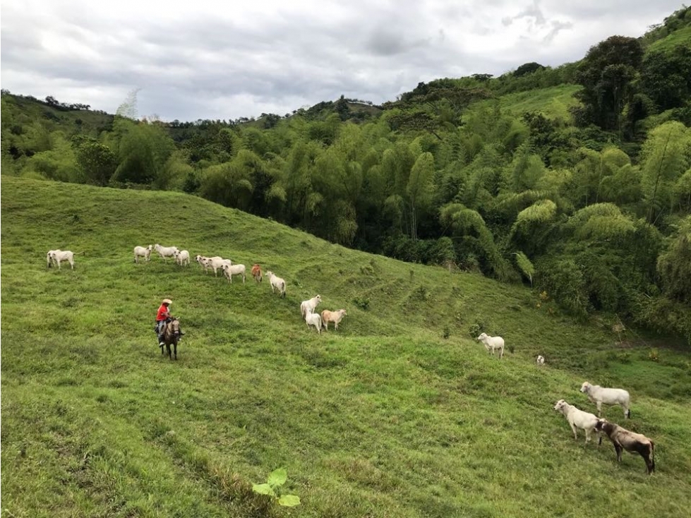 SE VENDE FINCA GANADERA EN EL KM41