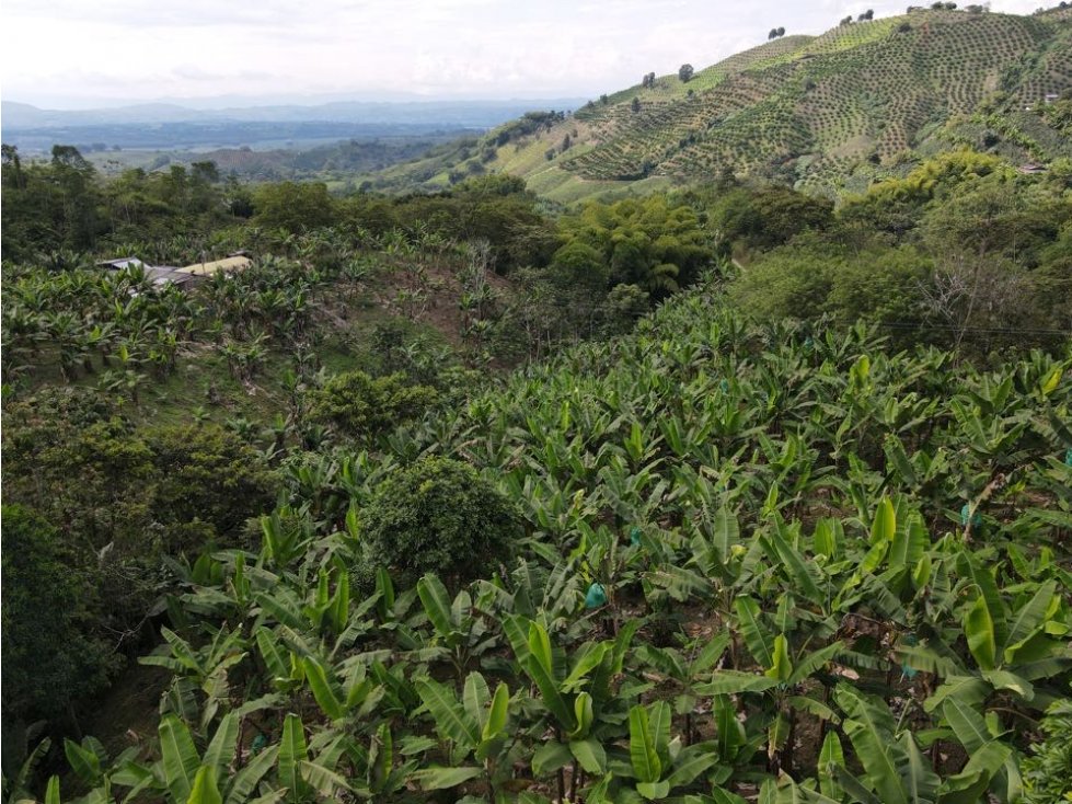 Se vende finca-lote cerca a Buenavista ideal para turismo o vivienda