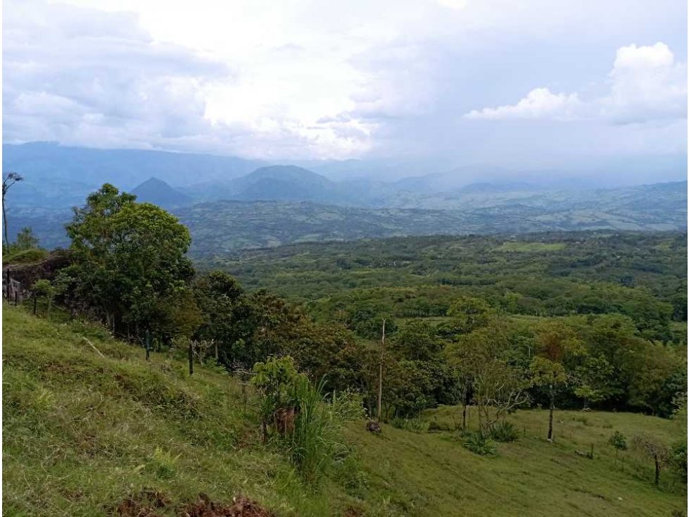 VENDE FINCA TAMESIS, SUROESTE ANTIOQUEÑO