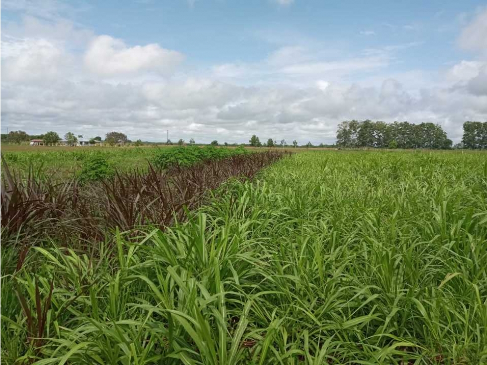 Vendo Finca ganadera Vereda Las Leonas Puerto Lopez Meta