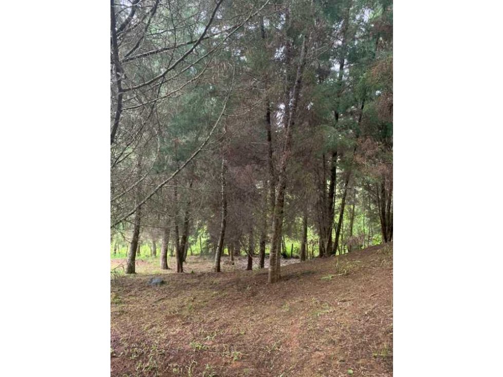 Vendo lote terreno en Guarne Antioquia vereda San Isidro