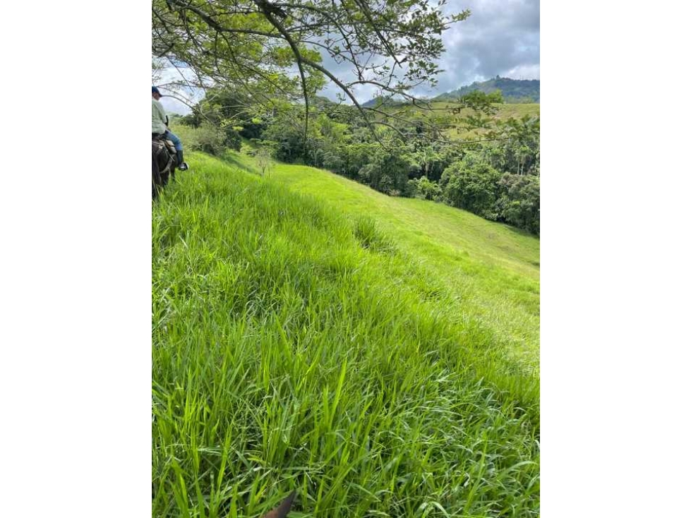 Venta de finca de 100 cuadras con vocación ganadera