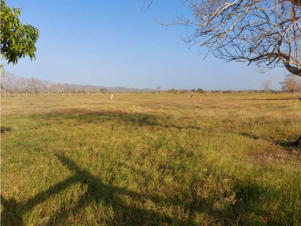 VENTA DE FINCA DE 200 HECTÁREAS EN MONTERIA, CORDOBA