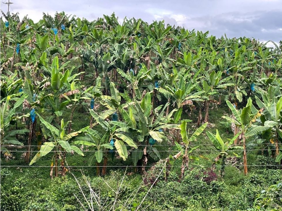 VENTA DE FINCA EN PLÁTANO DE 7 cuadras en el Caimo