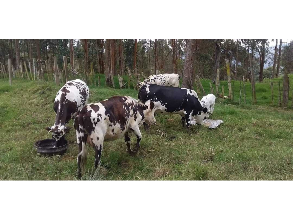 Venta de Finca en San Bernardo Cundinamarca