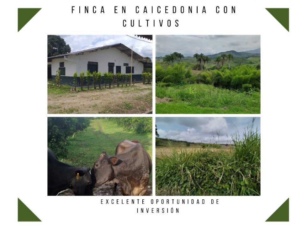 VENTA DE GRANDE FINCA EN CAICEDONIA REF 4821