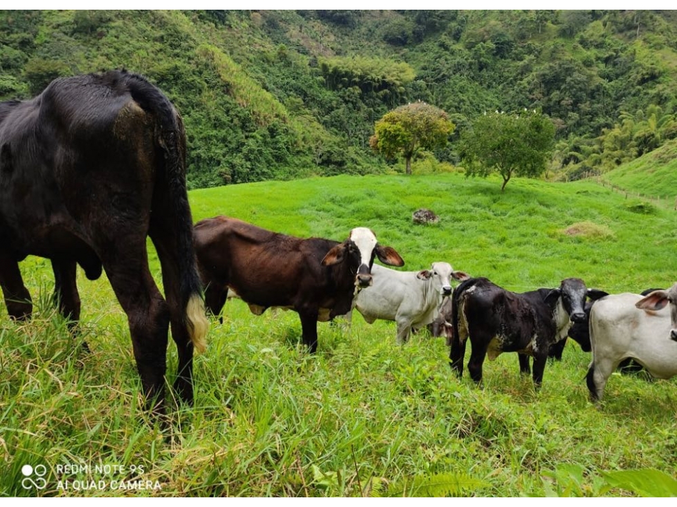 VENTA DE HERMOSA FINCA GANADERA A 8 KMS DE FILANDIA