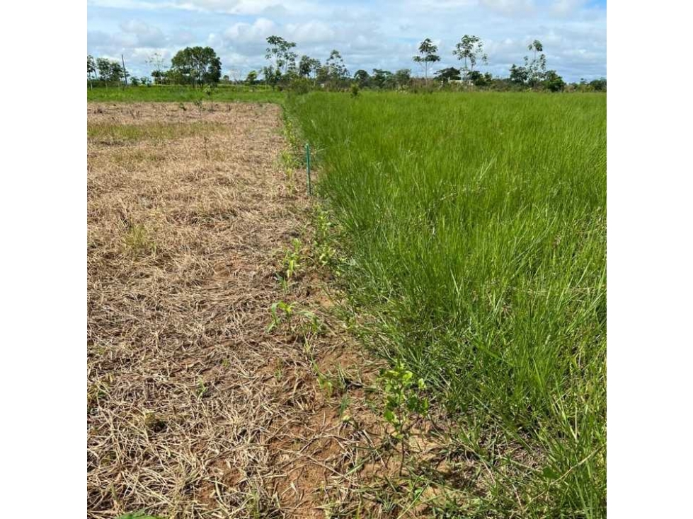 Venta de lotes ?? Mi finca en el Llano