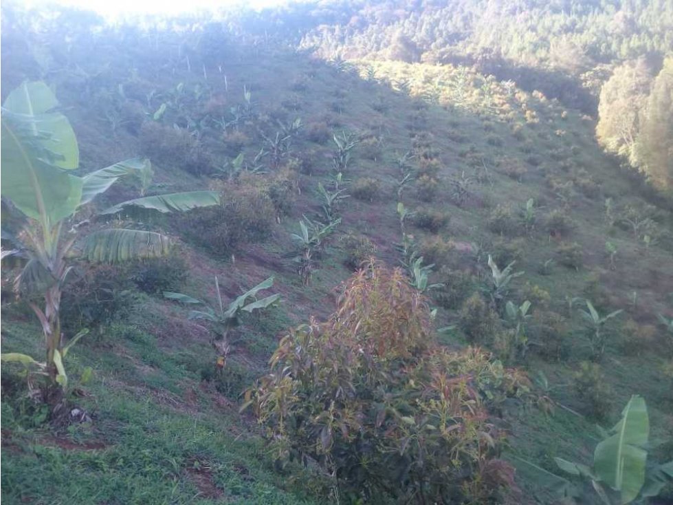 VENTA FINCA EN JERICÓ